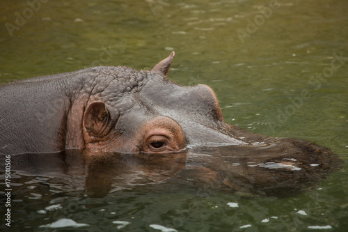 Hippo-head