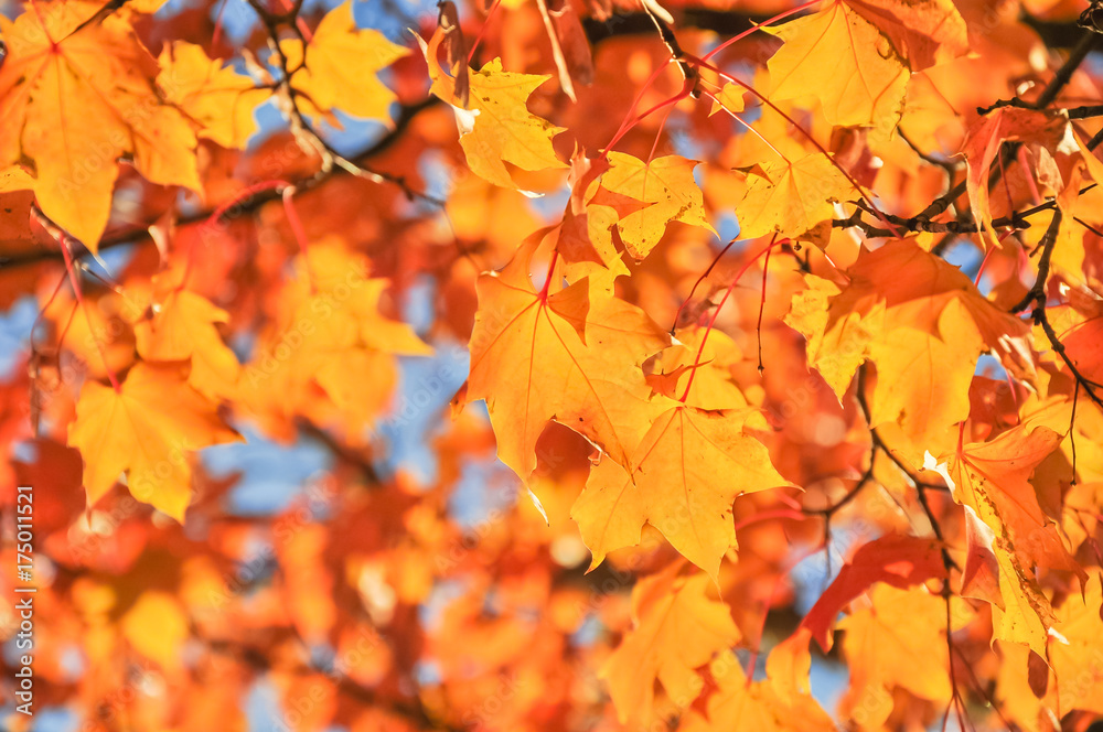 Vibrant color of red oak maple leaves during fall season in Seattle, Washington, USA. Natural backlit light, soft and selective focus with bokeh. Vibrant color of red oak maple leaves during fall season in Seattle, Washington, USA. Natural backlit light, soft and selective focus with bokeh.