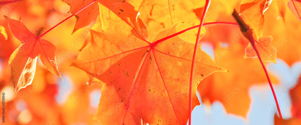 Φωτογραφία Vibrant color of red oak maple leaves during fall season in Seattle, Washington, USA