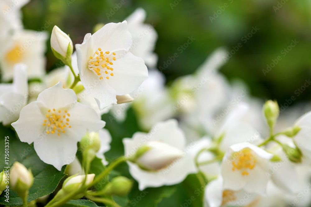 Jasmine flowers Jasmine flowers