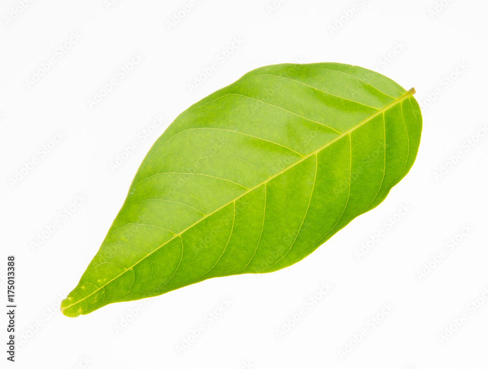 Obraz premium leaf or green leaf on a background.