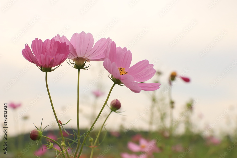 flower flower