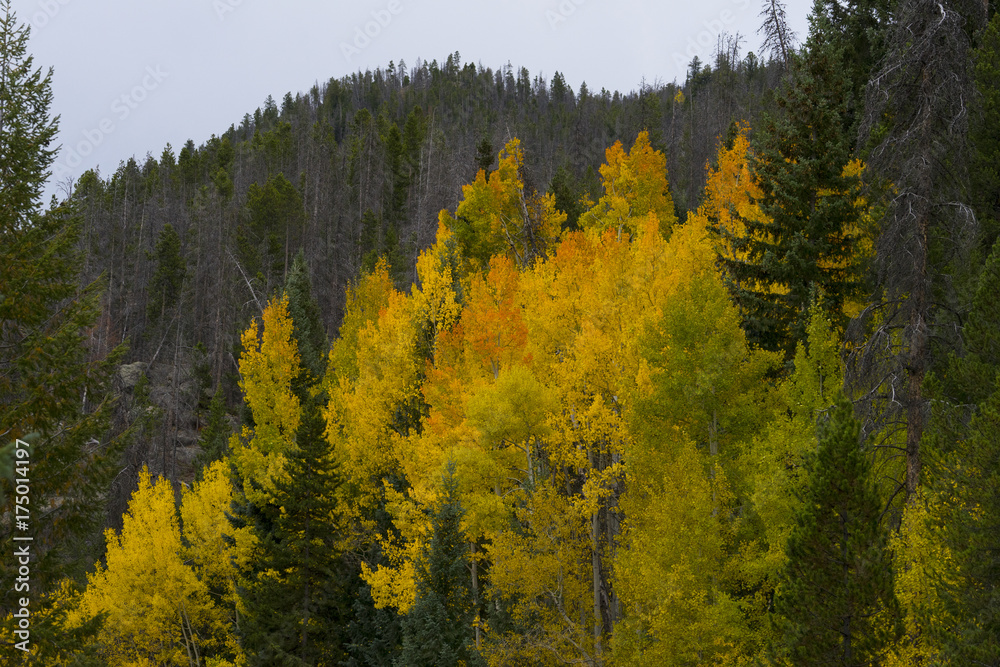 Yellow Tree Burst Yellow Tree Burst