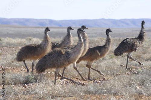 flock of emus in outback Queensland, Australia.