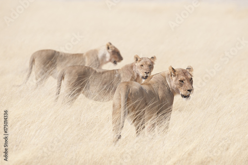 Etosha National Park Namibia, Africa wildlife lions