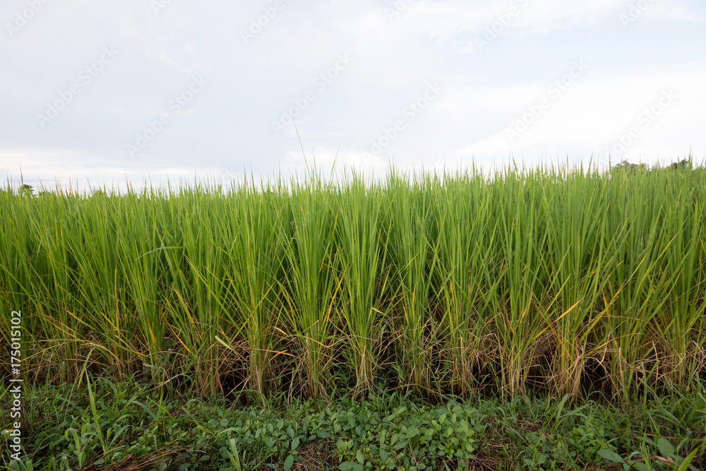 Obraz premium rice plant in paddy field 