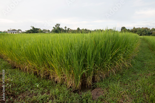 rice plant in paddy field 