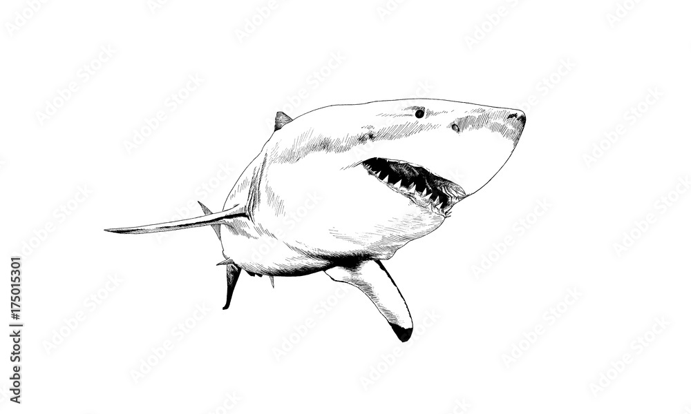 Fototapeta premium a great white shark drawn in ink on a white background with jaws attacking