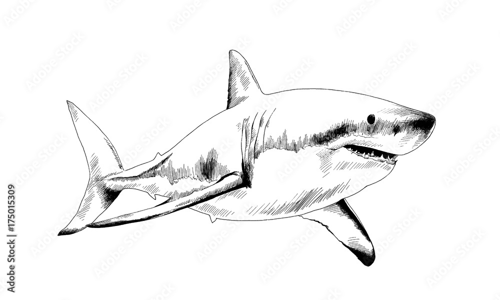 Naklejka premium a great white shark drawn in ink on a white background with jaws attacking