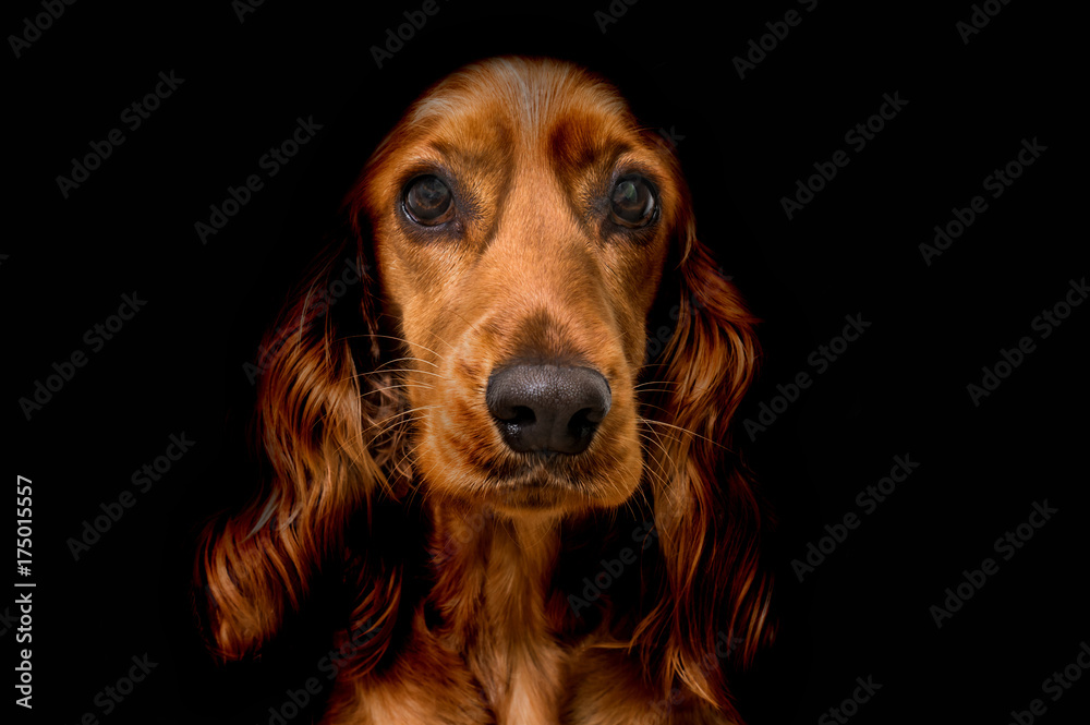 English cocker spaniel dog isolated on black