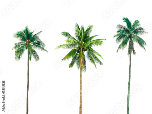 collection Palm coconut the garden isolated on white background