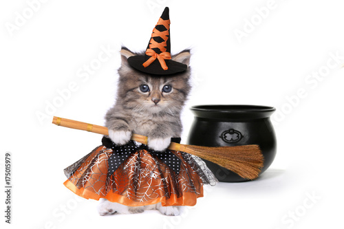 Fototapeta Naklejka Na Ścianę i Meble -  Cute Halloween Witch Themed Kitten
