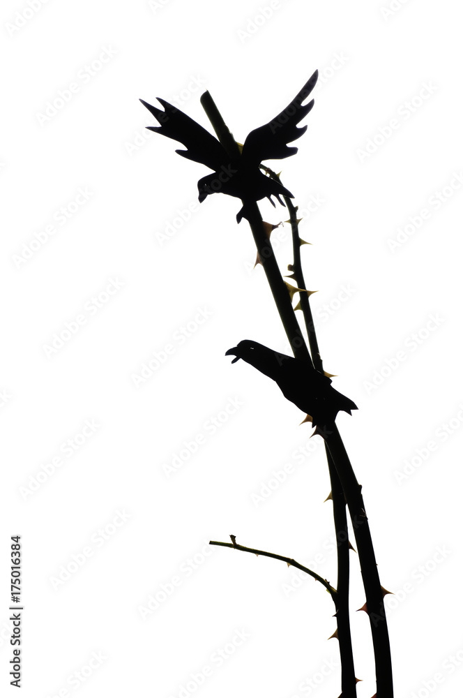 Naklejka silhouette of ravens on a tree, paper craft