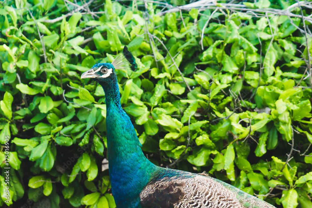 Obraz premium Close up of a peacock with a green leaf background.