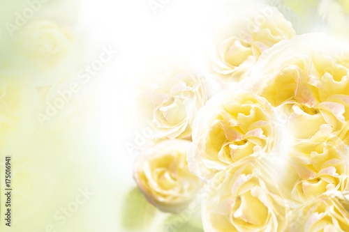 Fototapeta Naklejka Na Ścianę i Meble -  A bouquet of yellow roses on a white background. Floral background. Nature.