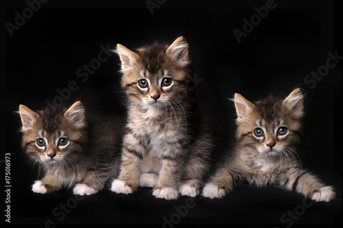 Three Adorable Maincoon Kitten With Big Eyes © Katrina Brown