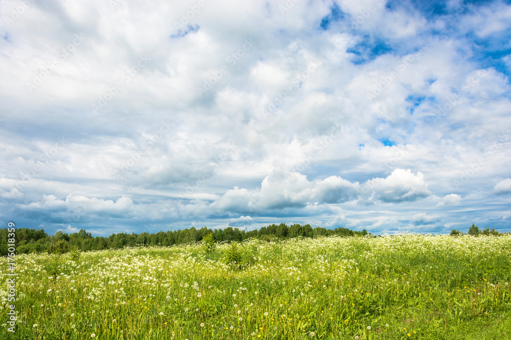 A field of white flowers against the cloudy sky. A field of white flowers against the cloudy sky.