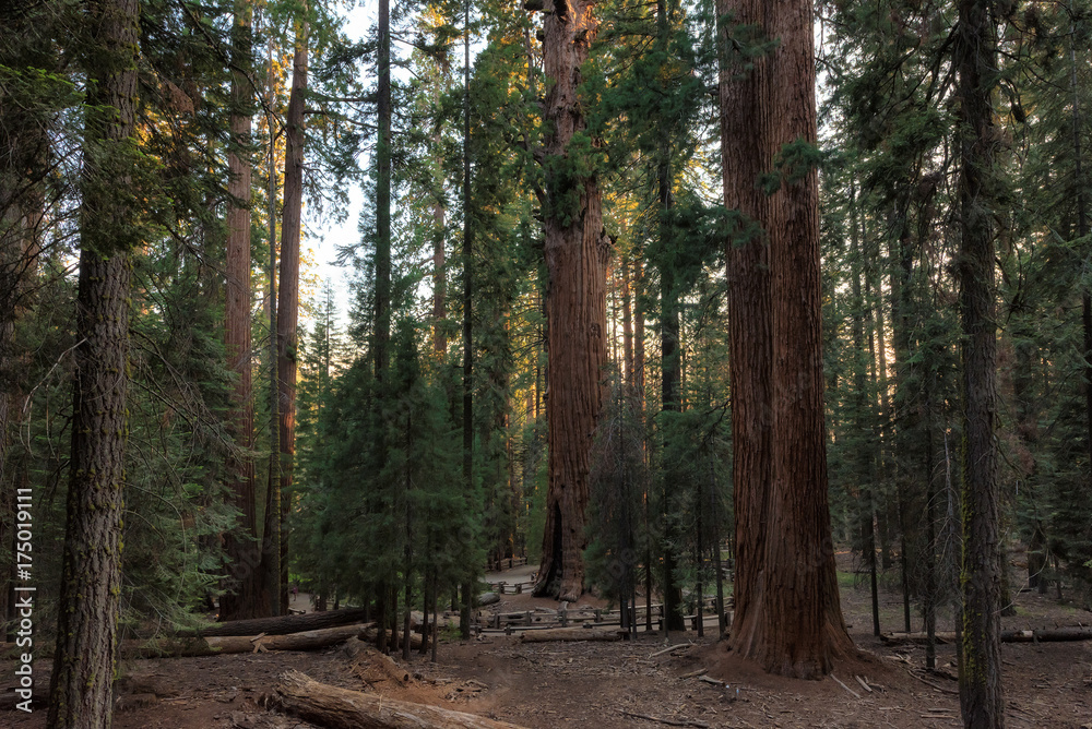 Giant sequoia trees in Sequoia National Park, California. Giant sequoia trees in Sequoia National Park, California.