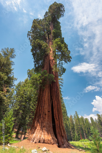 Giant Sequoia tree closeup in Sequoia National Park, California, Sierra Nevada Mountains, United States. © lucky-photo