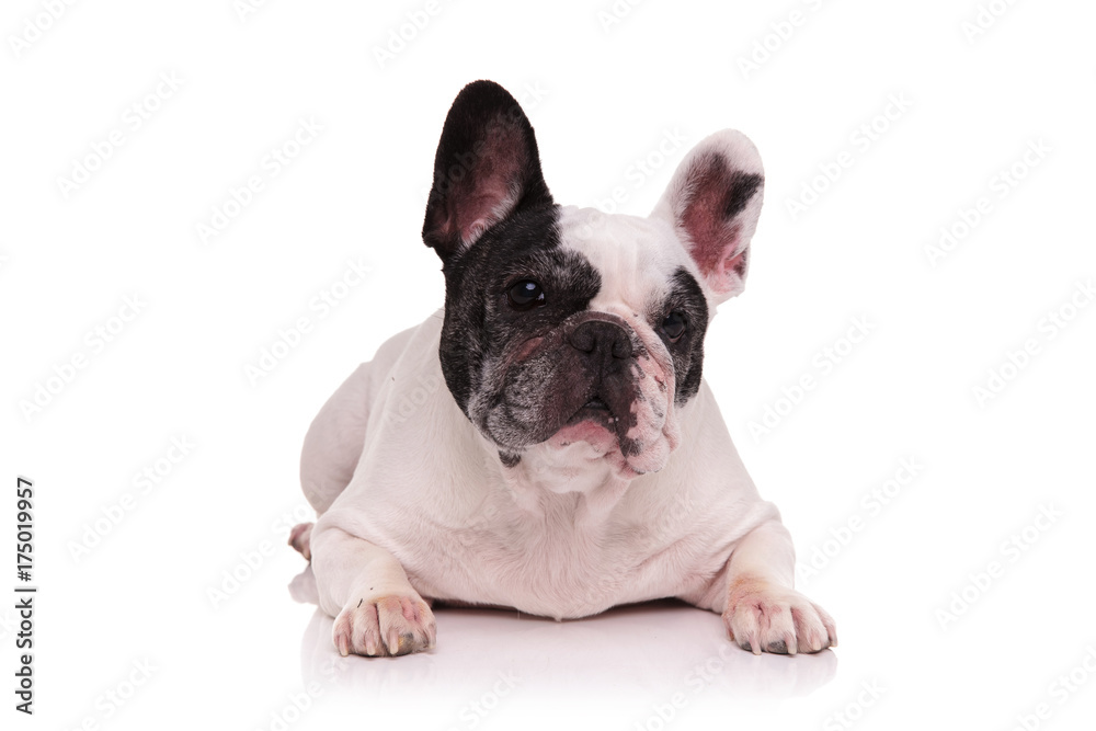 cute french bulldog lying on white background