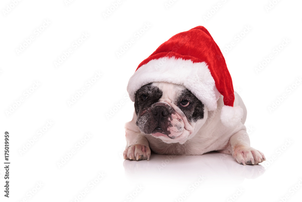 french bulldog wearing santa claus red hat