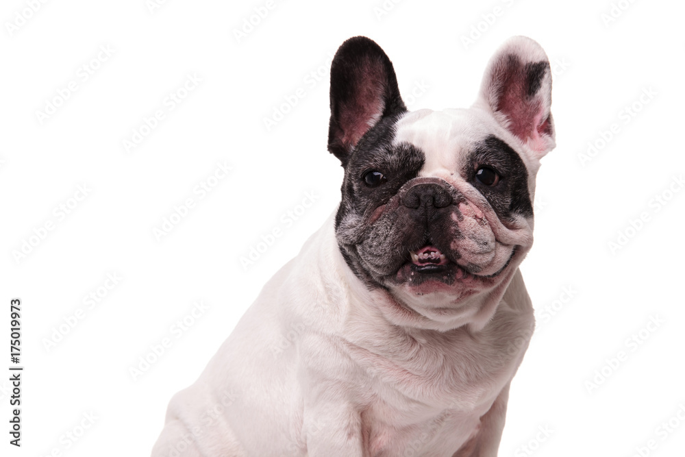 french bulldog looks to side