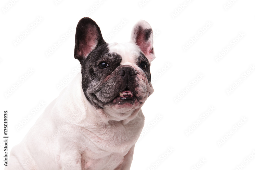 portrait of a french bulldog