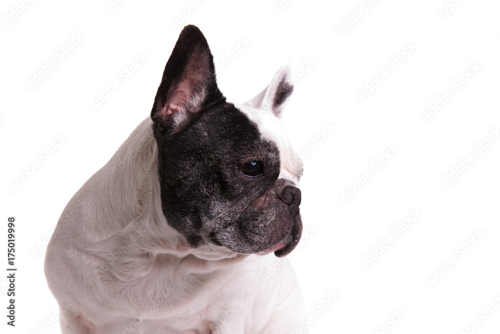 side view of a french bulldog's head