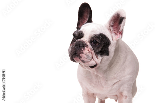 french bulldog looks to side away from the camera © Viorel Sima