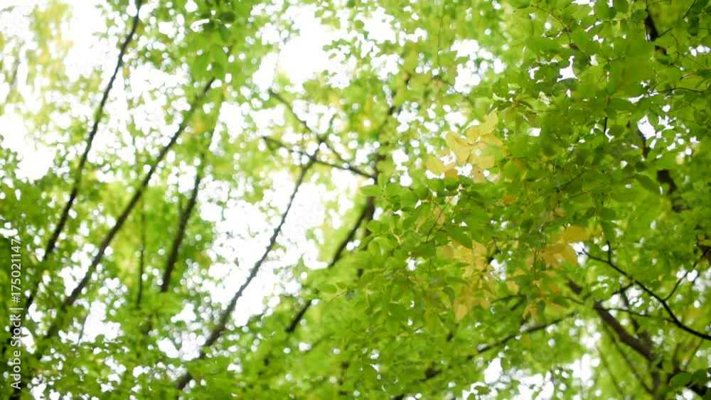 Low angle view of trees in the forest Low angle view of trees in the forest