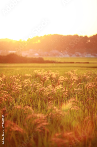 夕暮れと稲穂