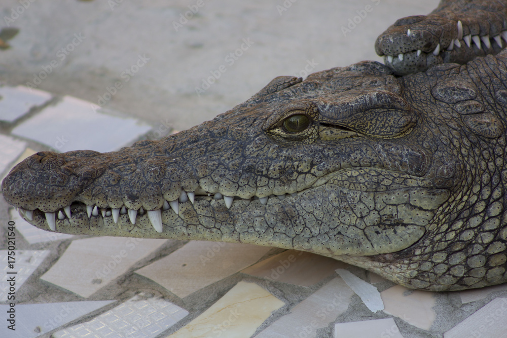 Fototapeta premium Crocodiles or true crocodiles are large aquatic reptiles that live throughout the tropics in Africa, Asia, the Americas and Australia.