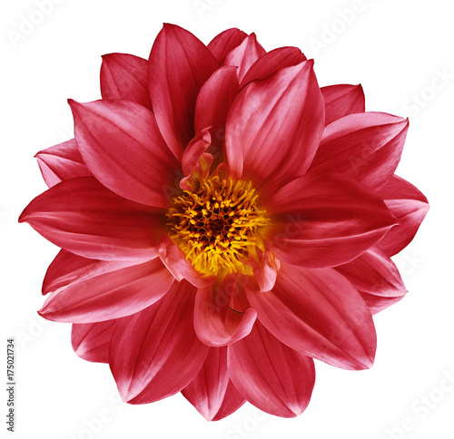 Red flower on  isolated white isolated background with clipping path.  Closeup. Beautiful  Bright red  flower for design. Dahlia. Nature.