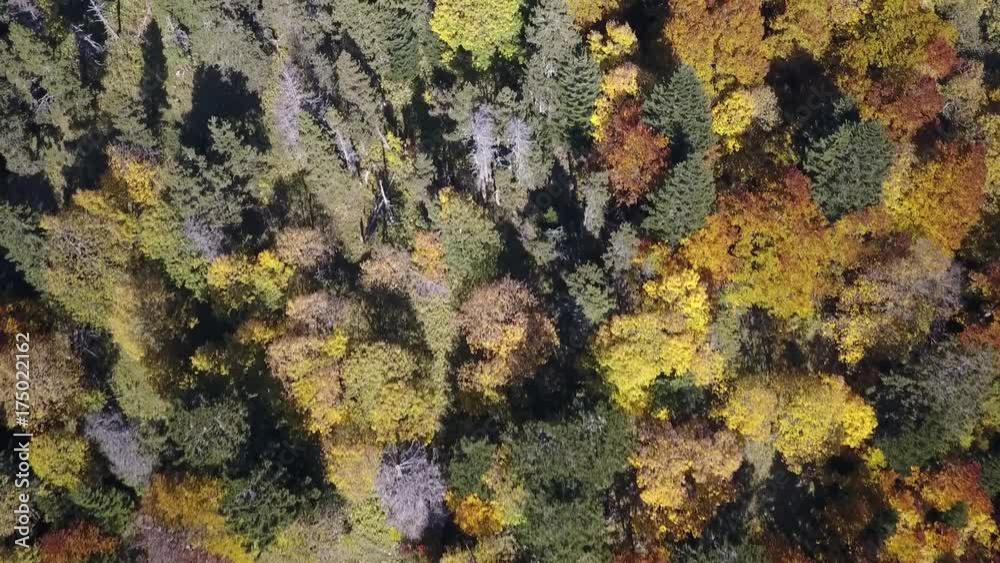 Vol au dessus des sapin en automne