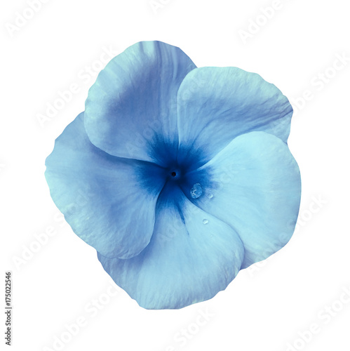 Light blue flower on isolated white background with clipping path. Closeup. Beautiful white-blue flower Violets for design. Nature.