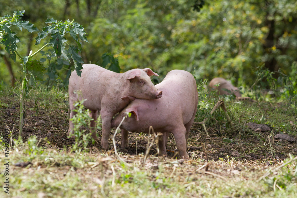 Fototapeta premium cochon
