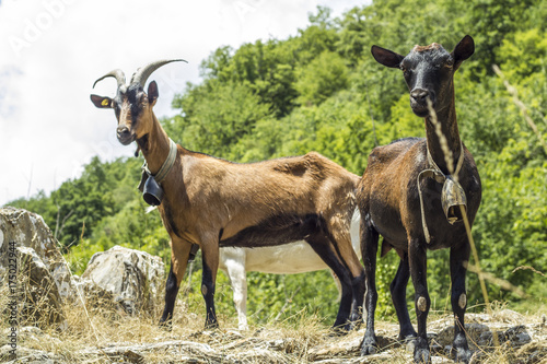Goat of the mountain