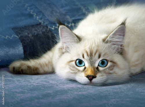 Canvas Print Young siberian neva masquarade colorpoint kitten