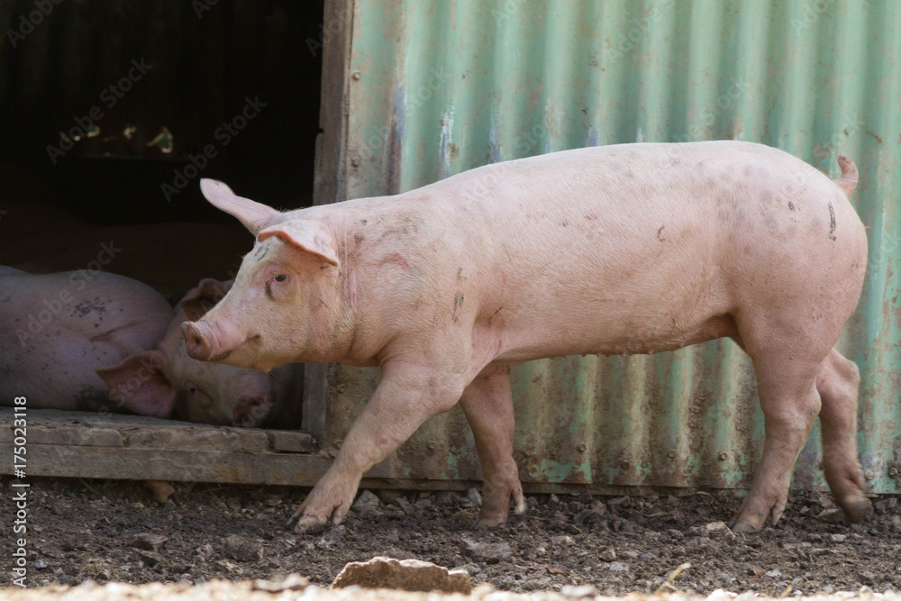 cochon cochon