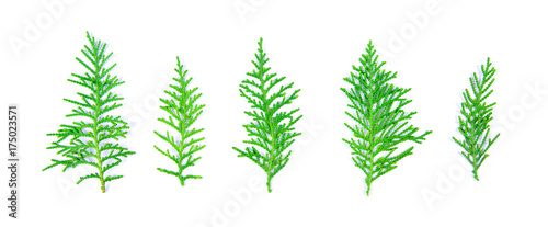 The  fresh green pine leaves , Oriental Arborvitae, Thuja orientalis (also known as Platycladus orientalis) leaf on white background