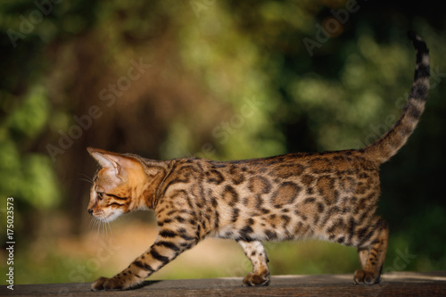 Bengal Cat with gold fur walk on plank outdoor, side view