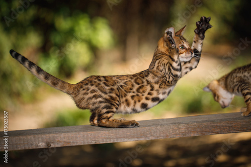 Fototapeta Naklejka Na Ścianę i Meble -  Playful Bengal Cat with gold fur hunt outdoor, side view