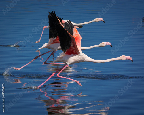 Three Greater Flamingoes take off in formation at Strandfontein, South Africa