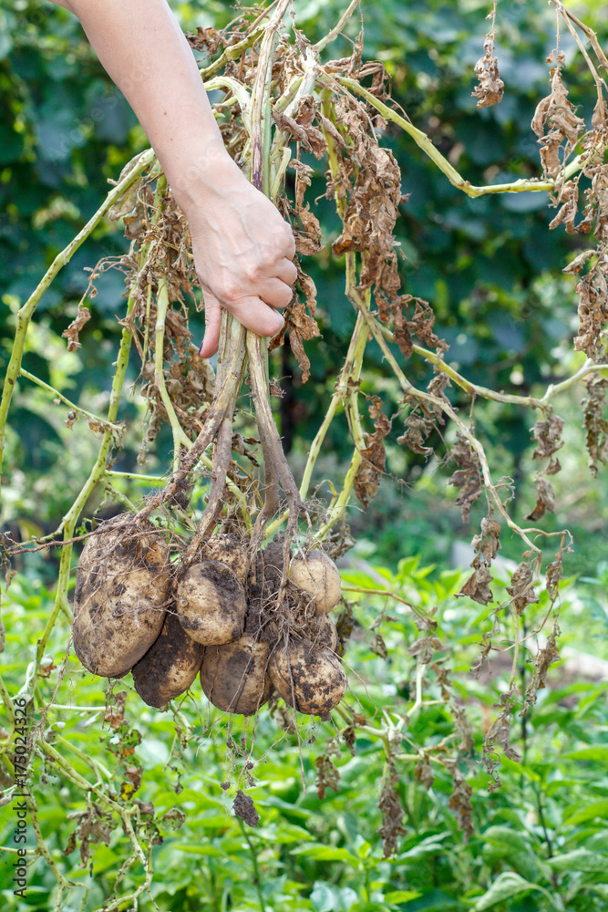 Female hand holds just harvested potato plant