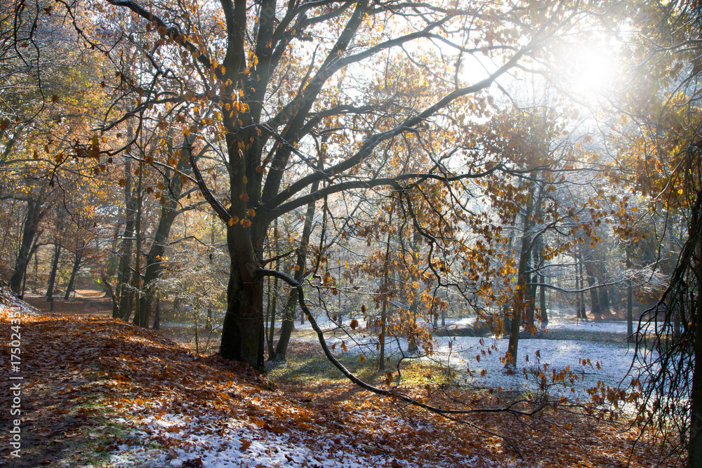 Fototapeta premium Autumn Forest with Snow