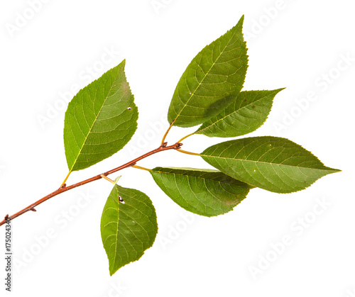 branch of a cherry tree with green leaves. Isolated on white background