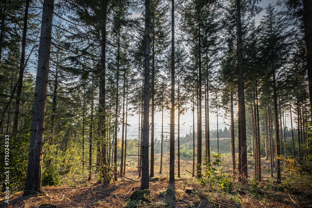 Obraz premium Yosemite Dome al tramonto