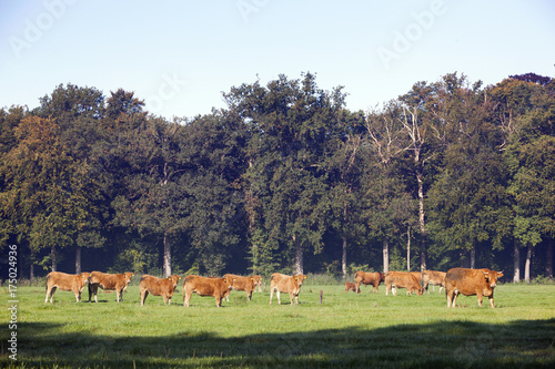 herd of limousin cows near forest om utrechtse heuvelrug near Doorn in holland photo