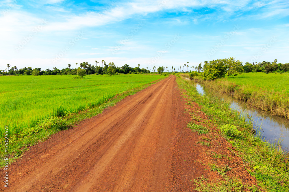 Nice Dirt Road through Green Paddy Field under Blue Sky Nice Dirt Road through Green Paddy Field under Blue Sky