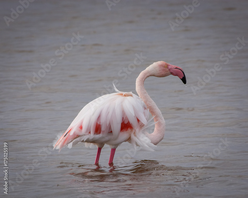Fényképezés A Greater Flamingo looks bedraggled as it preens itself near Rocherpan, South Af